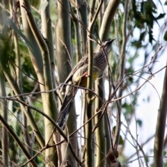 Anthochaera carunculata (Red Wattlebird) at Pambula, NSW - 18 Apr 2018 by RossMannell