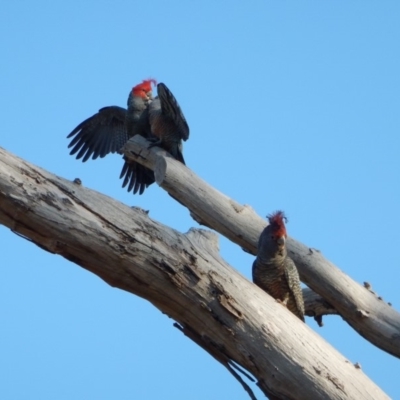 Callocephalon fimbriatum (Gang-gang Cockatoo) at Cook, ACT - 20 Apr 2018 by CathB