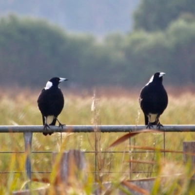 Gymnorhina tibicen (Australian Magpie) at Pambula, NSW - 19 Apr 2018 by RossMannell