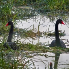 Cygnus atratus (Black Swan) at Pambula, NSW - 18 Apr 2018 by RossMannell