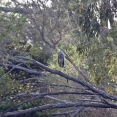 Egretta novaehollandiae (White-faced Heron) at Pambula, NSW - 19 Apr 2018 by RossMannell