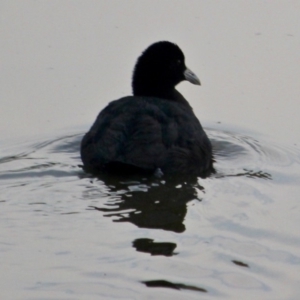 Fulica atra at Pambula, NSW - 19 Apr 2018 08:31 AM