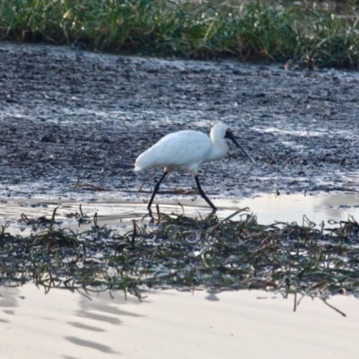 Platalea regia (Royal Spoonbill) at Pambula, NSW - 18 Apr 2018 by RossMannell