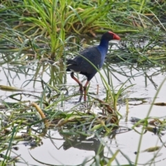 Porphyrio melanotus (Australasian Swamphen) at Pambula, NSW - 18 Apr 2018 by RossMannell