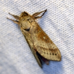 Oxycanus (genus) at O'Connor, ACT - 21 Apr 2018