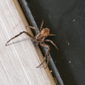 Stephanopis sp. (genus) at Chapman, ACT - 22 Apr 2018 02:01 PM