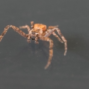 Stephanopis sp. (genus) at Chapman, ACT - 22 Apr 2018 02:01 PM