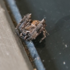 Stephanopis sp. (genus) at Chapman, ACT - 22 Apr 2018 02:01 PM