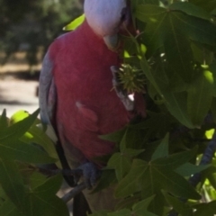 Eolophus roseicapilla (Galah) at Aranda, ACT - 23 Mar 2009 by KMcCue