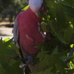 Eolophus roseicapilla at Aranda, ACT - 24 Mar 2009