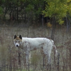 Canis lupus (Dingo / Wild Dog) at Tidbinbilla Nature Reserve - 16 Jul 2009 by KMcCue