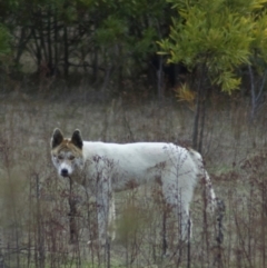 Canis lupus (Dingo / Wild Dog) at Paddys River, ACT - 16 Jul 2009 by KMcCue