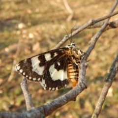 Apina callisto (Pasture Day Moth) at Belconnen, ACT - 22 Apr 2018 by CathB