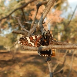 Apina callisto at Belconnen, ACT - 22 Apr 2018