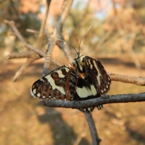 Apina callisto at Belconnen, ACT - 22 Apr 2018 04:28 PM