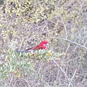 Platycercus elegans at Jerrabomberra, ACT - 22 Apr 2018 04:19 PM