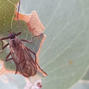 Boreoides subulatus at Jerrabomberra, ACT - 22 Apr 2018