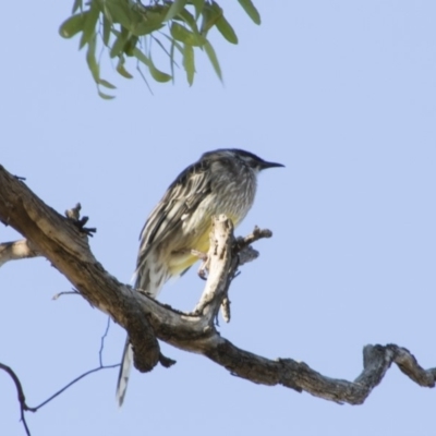 Anthochaera carunculata (Red Wattlebird) at O'Connor, ACT - 26 Mar 2018 by Alison Milton