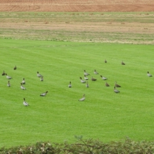 Chenonetta jubata at Fyshwick, ACT - 22 Apr 2018