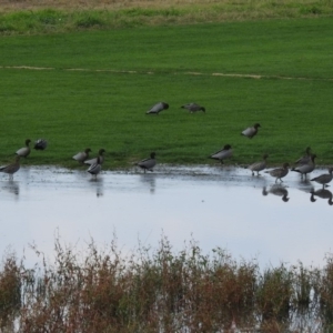 Chenonetta jubata at Fyshwick, ACT - 22 Apr 2018