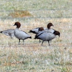 Chenonetta jubata (Australian Wood Duck) at Campbell, ACT - 22 Apr 2018 by RodDeb