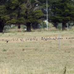 Chenonetta jubata at Campbell, ACT - 22 Apr 2018