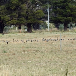 Chenonetta jubata at Campbell, ACT - 22 Apr 2018