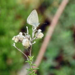 Zizina otis (Common Grass-Blue) at Mount Ainslie - 22 Apr 2018 by RodDeb