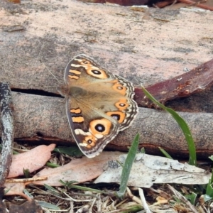 Junonia villida at Mount Ainslie - 22 Apr 2018