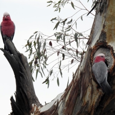 Eolophus roseicapilla (Galah) at Campbell Park Woodland - 22 Apr 2018 by RodDeb