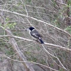 Cracticus torquatus (Grey Butcherbird) at Pambula Beach, NSW - 21 Apr 2018 by RossMannell