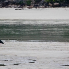 Haematopus longirostris (Australian Pied Oystercatcher) at Pambula Beach, NSW - 20 Apr 2018 by RossMannell