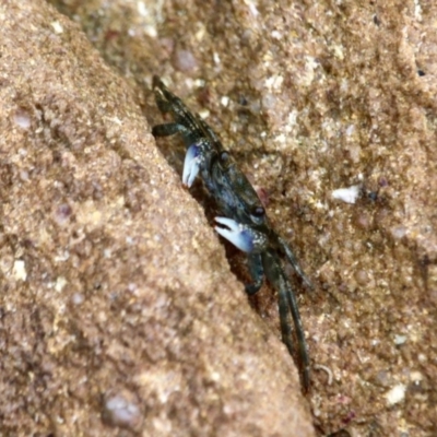 Leptograpsus variegatus (Purple Rock Crab) at Pambula Beach, NSW - 21 Apr 2018 by RossMannell