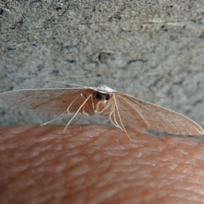 Scopula optivata (Varied Wave) at Macarthur, ACT - 22 Apr 2018 by RodDeb