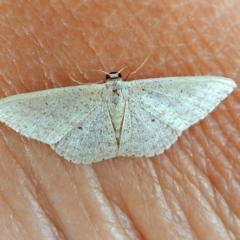 Scopula optivata at Macarthur, ACT - 22 Apr 2018 08:58 AM