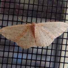 Scopula optivata at Macarthur, ACT - 22 Apr 2018 08:58 AM