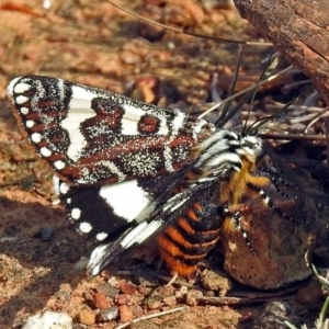 Apina callisto at Majura, ACT - 22 Apr 2018