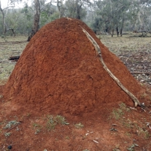 Nasutitermes exitiosus at Majura, ACT - 22 Apr 2018