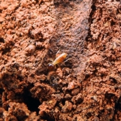 Nasutitermes exitiosus at Majura, ACT - 22 Apr 2018