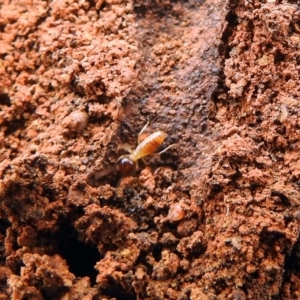 Nasutitermes exitiosus at Majura, ACT - 22 Apr 2018