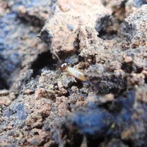 Nasutitermes exitiosus at Majura, ACT - 22 Apr 2018