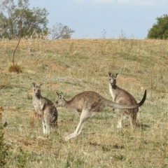Macropus giganteus (Eastern Grey Kangaroo) at Majura, ACT - 22 Apr 2018 by RodDeb