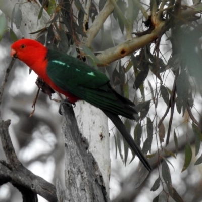 Alisterus scapularis (Australian King-Parrot) at Majura, ACT - 22 Apr 2018 by RodDeb