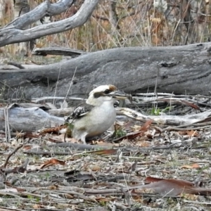 Dacelo novaeguineae at Majura, ACT - 22 Apr 2018