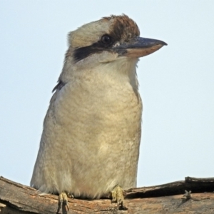 Dacelo novaeguineae at Majura, ACT - 22 Apr 2018