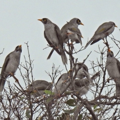 Manorina melanocephala (Noisy Miner) at Campbell Park Woodland - 22 Apr 2018 by RodDeb