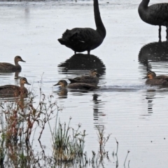 Anas superciliosa (Pacific Black Duck) at Fyshwick, ACT - 22 Apr 2018 by RodDeb