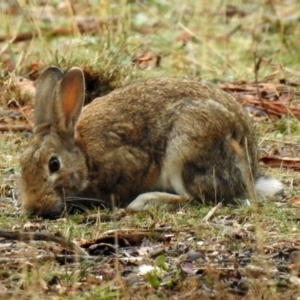 Oryctolagus cuniculus at Majura, ACT - 22 Apr 2018