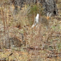 Oryctolagus cuniculus at Majura, ACT - 22 Apr 2018