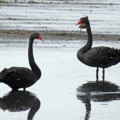 Cygnus atratus at Fyshwick, ACT - 22 Apr 2018